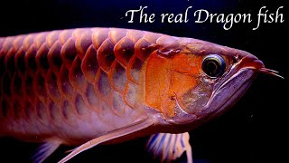 Why the asian arowana is illegal in the united states.