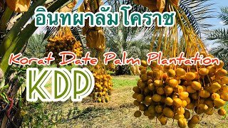 #อินทผาลัมโคราช #KoratDatePalmPlantation #KDP