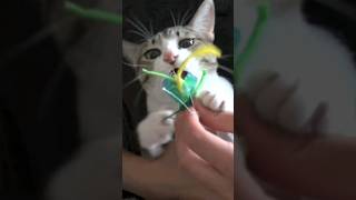 バッタの玩具をくわえる猫😸 - My cat likes to bite this toy - #shorts