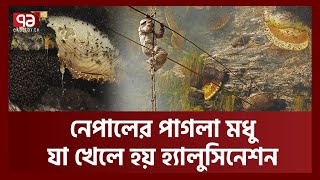 জীবনের ঝুৃঁ/কি নিয়ে কোথা থেকে কীভাবে বিশেষ ধরনের মধু সংগ্রহ করে নেপালিরা? | Mad Honey | Ekattor TV