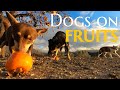 Dogs Eat Figs, Grapes, Watermelons, Tomatoes and Peaches