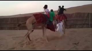 낙타이타닉 Camel ride fail Titanic