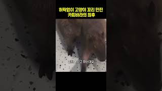 허락없이 고양이 꼬리 만진 카피바라의 최후