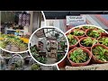 Agro Market Brinchang: A Fresh Produce Paradise in  Cameron Highlands, Malaysia