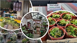 Agro Market Brinchang: A Fresh Produce Paradise in  Cameron Highlands, Malaysia