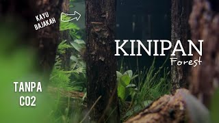 Nano Natural Jungle Style Aquascape Tanpa Co2 Tutorial #SaveBorneoForest #aquariset