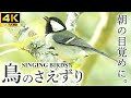 4K natural sound 1hour - bird songs, water