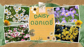 Ep.6 ดอกเดซี่(Daisy)