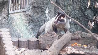 ハクビシンのミズミズ「おいしい時間」＠上野動物園 2014 / Mizu Mizu the Masked palm civet \