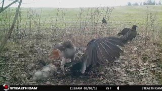 Hawk vs Buzzard for Dinner