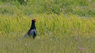 【野鳥観察】キジ（♂オス）のひと鳴き（さえずり・ホロ打ち）繁殖期４月～７月　神奈川県高座郡寒川町