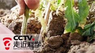 《走近科学》解决抗生素滥用问题 小菌株大作为（上） 20180319 | CCTV走近科学官方频道