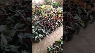 cane begonia for sale 7025592657 starting 30 Rs