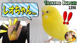 友達の秘密をバラすおしゃべりセキセイインコ・ぴーちゃん｜Budgerigar who revealed the secret of a friend 1398