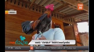 พบแล้ว เจ้าสายันต์ ไก่แจ้ค่าตัวแพงที่ถูกขโมยTNNทั่วไทย