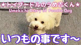 いつもの事です〜 ★トイプードルのうめ吉くん(1014日目)★Umekichi Diary of Poodle Dog