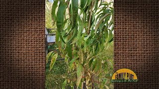 Q&A – My peach tree has purple-colored spots on the leaves. Please help me save my peach.