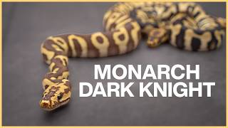 Unveiling the MONARCH DARK KNIGHT!!!+ Egg Pulling with Rob!