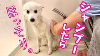 【犬】お風呂でシャンプーすると驚くほど細くなる日本スピッツちぃ。 / Dog Bathing at Home - Grooming a Japanese Spitz