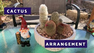 Cactus Dish Arrangement (Mini Cactus Garden)