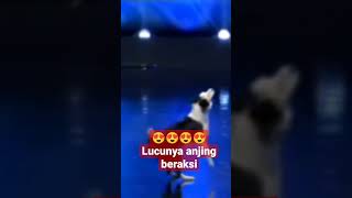 😍😍😍lucunya aksi anjing beraksi dipanggung #shorts #shortvideo #anjing #anjinglucu #dog #dogs