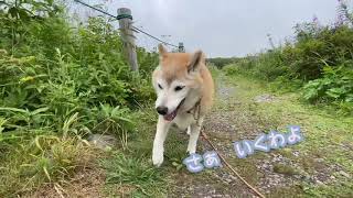 柴犬えこ17歳の霧ヶ峰散歩