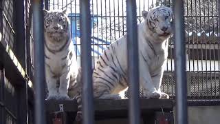 2019.1.1 宇都宮動物園☆ホワイトタイガーのアース王子＆シラナミ姫_04