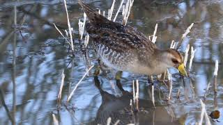 Sora (Porzana Carolina)