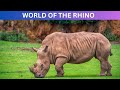 Rhino 101: Discovering the Fascinating World of these Mighty Beasts