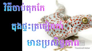 #សត្វតុកកែ​វិធីកាពារនឹងចាប់តុកកែ(0975499994-089218555)