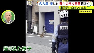 繁華街・栄の中心部でも目撃…名古屋市熱田区の住宅街を歩く『サル』カメラが捉える 春日井市から南下か