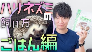 【ハリネズミの飼い方】ごはん(餌)とおやつはこれが正解だ！