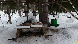 LINTUJEN JA ORAVAN RUOKINTA #birdfeeding #squirrelfeeder 7.2