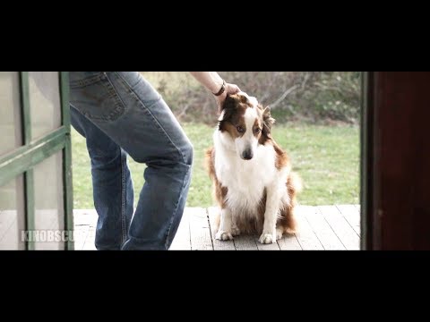 What type of dog is Sadie in the conjuring?