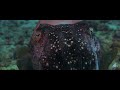 the visayas thriving reefs ︱philippines diving︱best of visayan sea ︱4k video