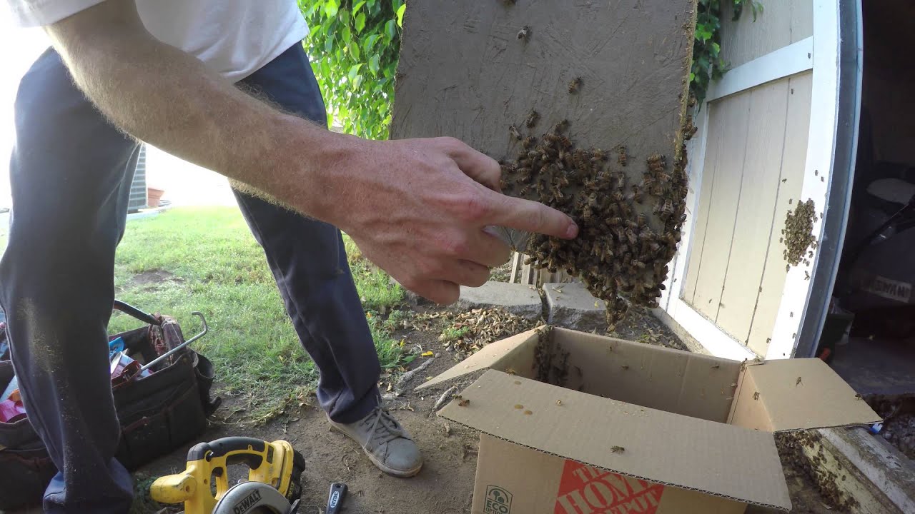 GoPro 4K - Live Honey Bee Rescue - YouTube