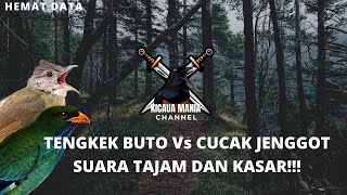 Masteran Tengkek buto vs cucak jenggot || Kicau Mania Channel