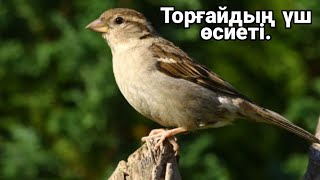 Торғайдың үш өсиеті. Оқыған Демеева Кәусар.