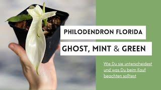 Philodendron Florida Ghost vs Florida Green: Alle Unterschiede & die Wahrheit zum Florida Ghost Mint