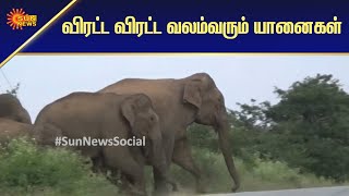 விரட்ட விரட்ட ஊருக்குள் வலம்வரும் யானைகள் | Tamil News | Sun News