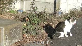 ウトウト猫と元気な猫　駐車場編18猫