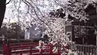 京都　桜　六孫王神社　2007/04/05