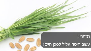 תזהרי! עשב חיטה עלול לסכן חיים!