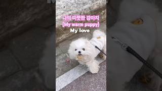 나의따뜻한강아지 #미코 #강아지 #maltese #cutedog