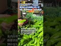 部分菜价涨到“过年价”引关注，专家：高温降雨导致，9月中或恢复