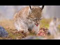 bobcat vs lynx 4 key differences explained