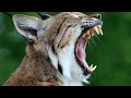 bobcat vs lynx 4 key differences explained