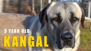 ULTIMATE PROTECTION | 3 Year Old Turkish Kangal Dog | Ash The Kangal