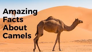 Top 30 Amazing Facts About Camels - Interesting Facts About Camels