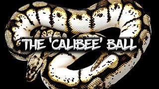 The 'Calibee' Ball Python